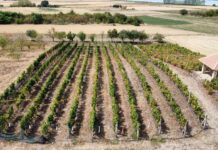 U Iđošu, u subotu: Susret vinara i vinogradara iz cele Vojvodine