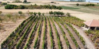 U Iđošu, u subotu: Susret vinara i vinogradara iz cele Vojvodine