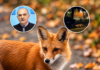 Lisica šetala Mikronaseljem: Veterinar Goran Mijalković poziva na oprez (VIDEO)