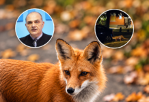 Lisica šetala Mikronaseljem: Veterinar Goran Mijalković poziva na oprez (VIDEO)