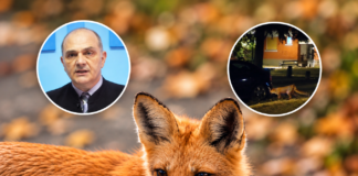 Lisica šetala Mikronaseljem: Veterinar Goran Mijalković poziva na oprez (VIDEO)
