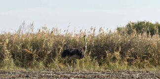 Neobičan gost između Kikinde i Mokrina: Noj trčao njivom (VIDEO)