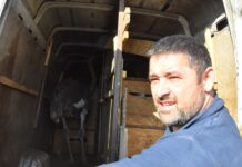 Noj uhvaćen i vraćen u Rumuniju: Vlasnik ga savladao i stavio u kombi