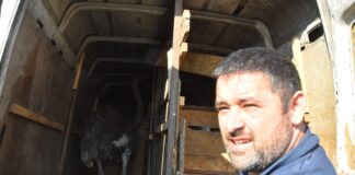 Noj uhvaćen i vraćen u Rumuniju: Vlasnik ga savladao i stavio u kombi